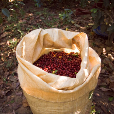Sustainability in Coffee Sourcing: Why It Matters